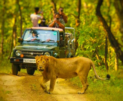 Experience the Gir Wildlife Safari